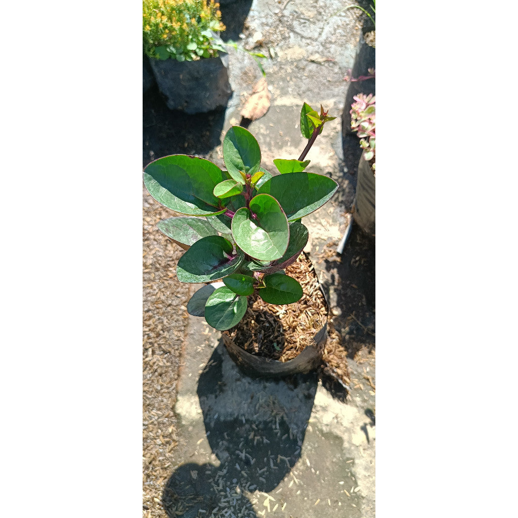 Red Binahong Plant - Anredera cordifolia | Medicinal & Ornamental Vine