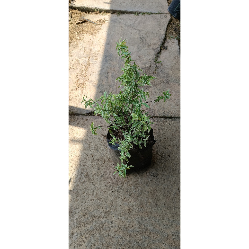 Wrightia Religiosa Variegated - Elegant Variegated Bonsai Plant for Home & Garden