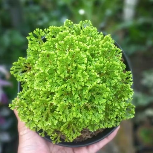 Selaginella Kraussiana, Krauss' Spikemoss, Pin-Cushion Spikemoss, Emerald Isle Spikemoss, Scotch Moss, Compact Spikemoss