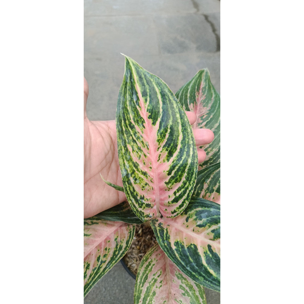 Aglaonema Pink Beauty - Elegant Indoor Plant with Stunning Foliage