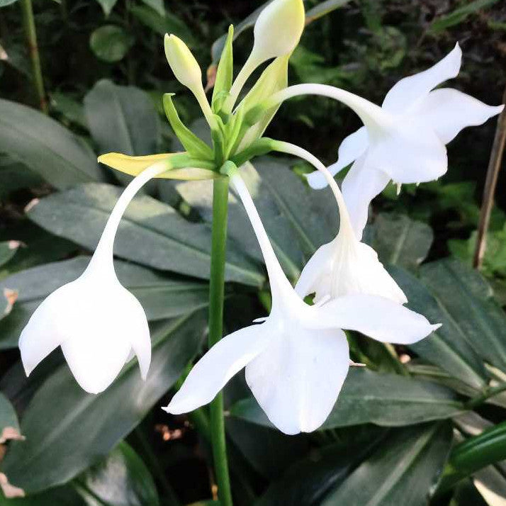 Urceolina × Grandiflora, Amazon Lily, Eucharis Lily, 白鹅花