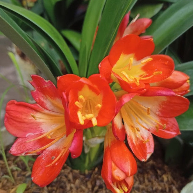 Clivia Miniata, Amaryllidaceae