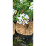 Lantana Plant - Lush and Colorful Blooms | Lantana camara