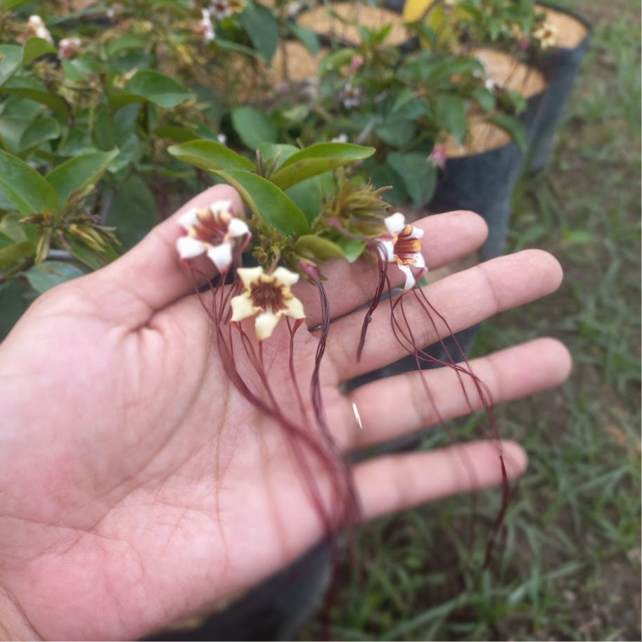 Strophanthus Preussii, Corkscrew Flower, Poison Arrow Vine, Spider Tresses, Tassel Vine, Climbing Oleander