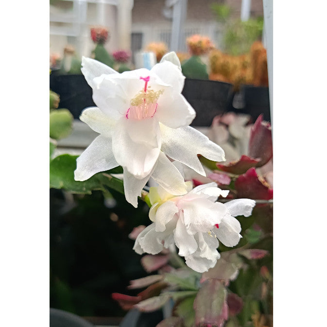 Christmas Cactus Plant – Schlumbergera | Easy Indoor Plant