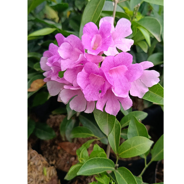 Garlic Vine Plant (Mansoa alliacea) - for Lush Gardens and Aromatic Landscapes