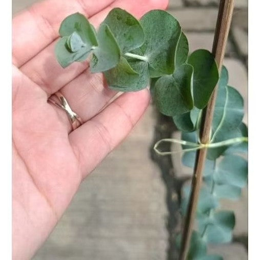 Eucalyptus Gunnii – Silver Dollar Plant | Eucalyptus gunnii Live Plant | Fragrant & Air-Purifying