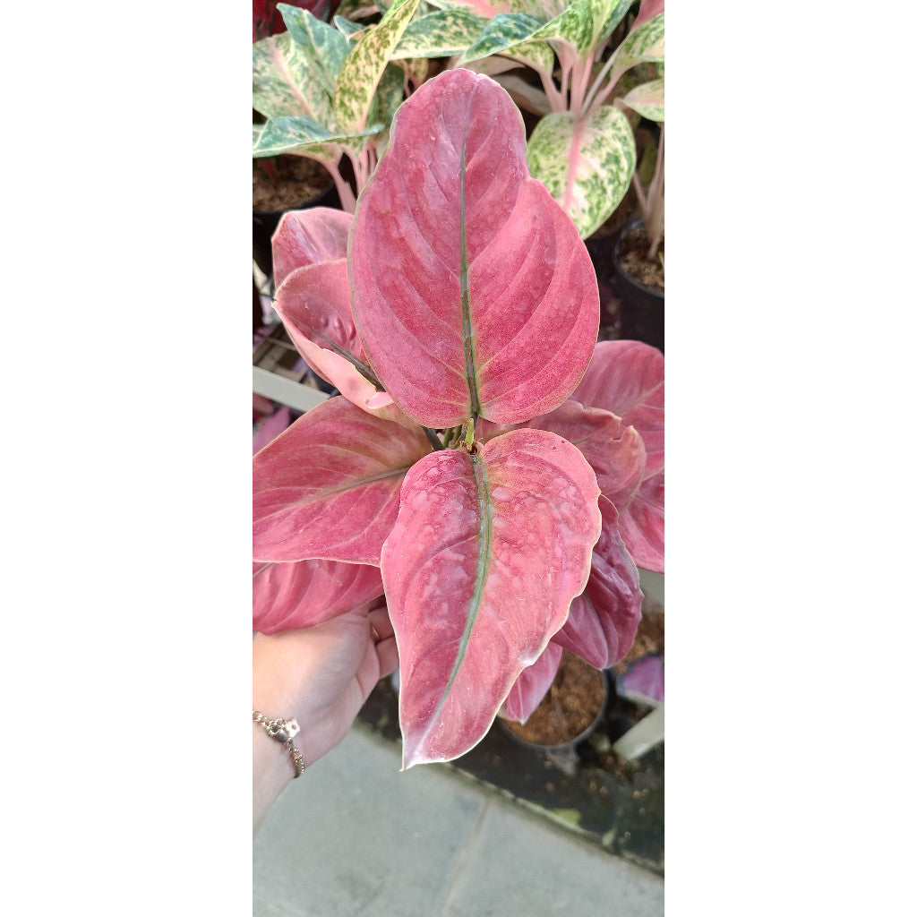 Aglaonema Ayunindi – Stunning Indoor Plant for Health & Decor