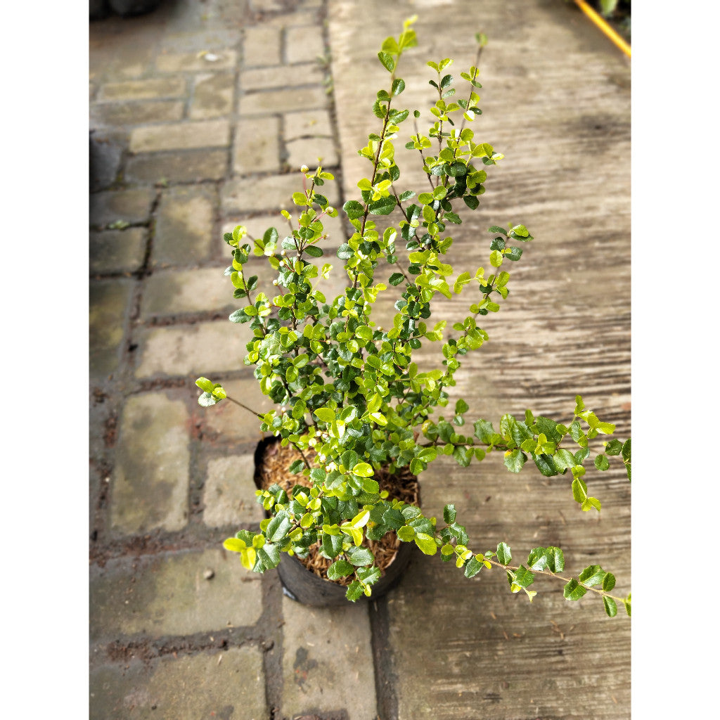Morgan Mirten Plant – Myrtus communis | Aromatic & Elegant Greenery for Home & Garden