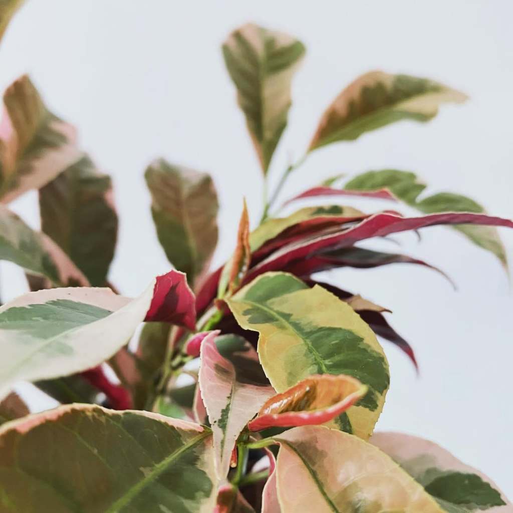 Excoecaria Cochinchinensis, Chinese Croton, Variegated Blindness Tree