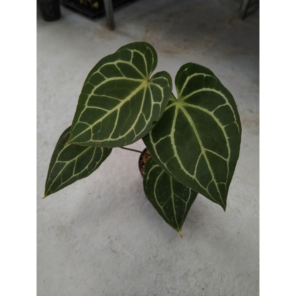 Mini Anthurium Crystallinum – Stunning Foliage Houseplant for Tropical Charm