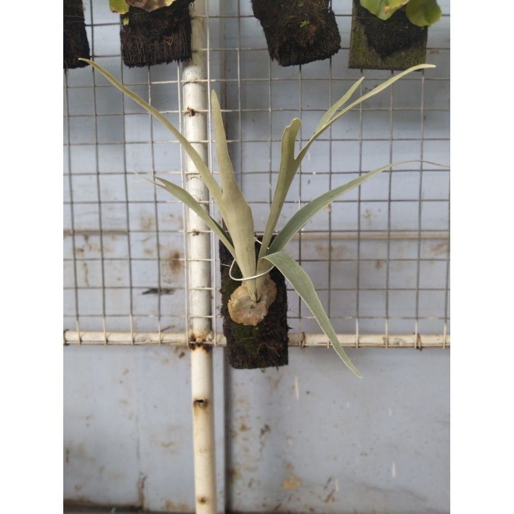Platycerium Veitchii – Silver Staghorn Fern | Hardy Tropical Wall Plant