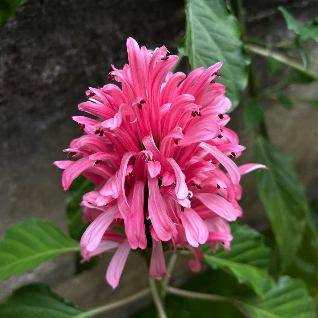Justicia Carnea, Brazilian Plume, Plume Flower, Plume Plant, Flamingo Plant, Paradise Plant, King's Crown