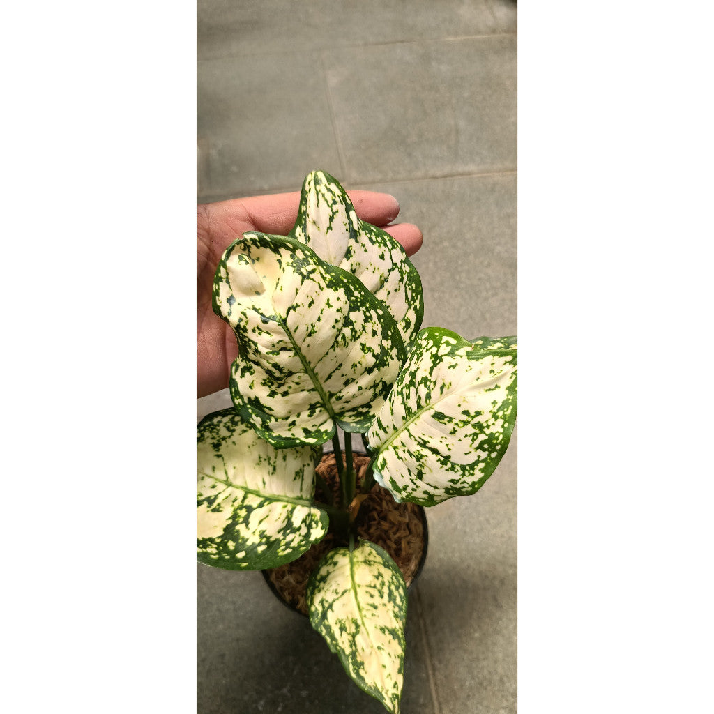 Aglaonema Dut White's - Beautiful Ornamental Indoor Plant for Your Home