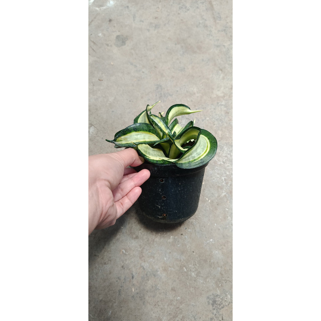 Sansevieria Golden Wendy's – Stylish & Air-Purifying Plant (Bare Rooted)