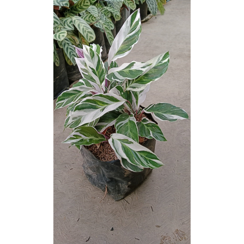Calathea White Fusion - Elevate Your Space with Elegance and Serenity!