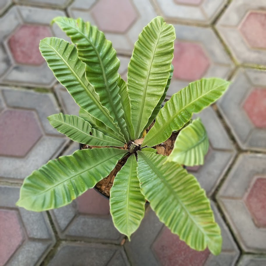 Asplenium Nidus, Lasagne Fern