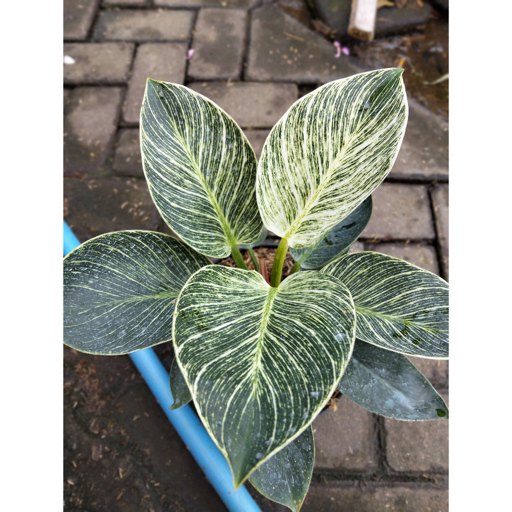 Philodendron Birkin Live Plant – Elegant Indoor Foliage