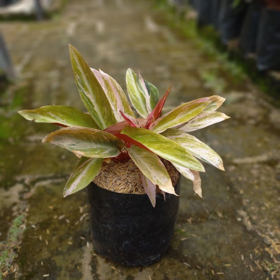 Calathea Triostar Variegated: Tropical Foliage Beauty – Perfect for Indoor Gardens