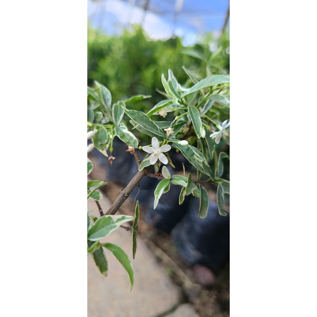 Wrightia Religiosa Variegated - Elegant Variegated Bonsai Plant for Home & Garden