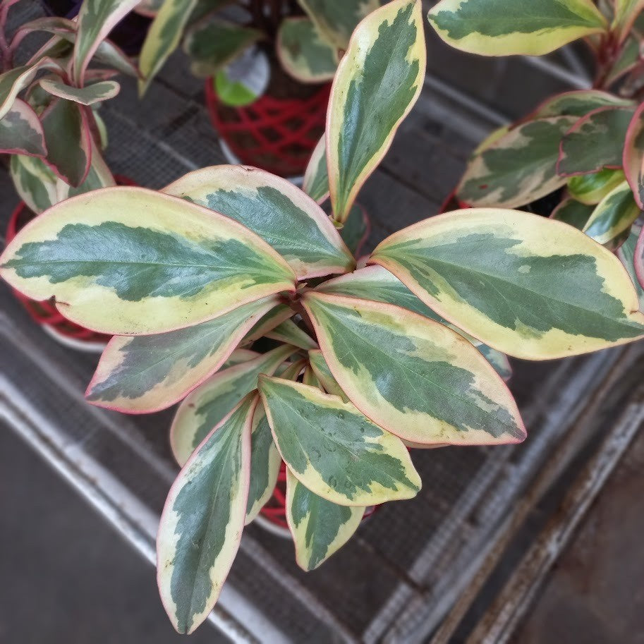 Kokedama Peperomia Ginny: Stylish Moss Ball Plant Pot – Unique Charm for Your Indoor Garden!