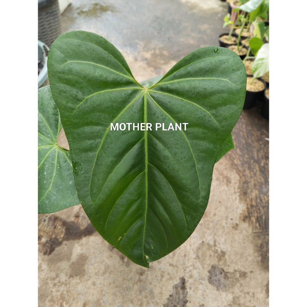Anthurium Portilae × King of Spades (Clone) – Exotic Hybrid Foliage Plant