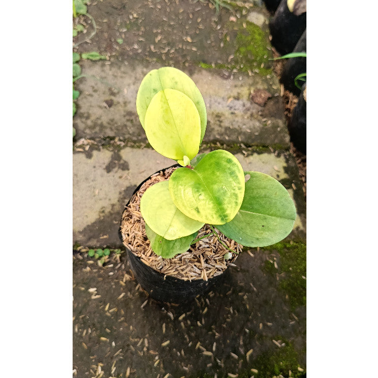 Peperomia Teplan Variegata – Colorful Indoor Plant