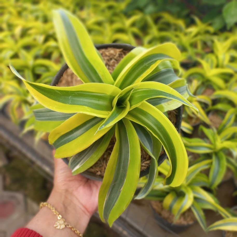 Dracaena Fragrans Lemon Lime
