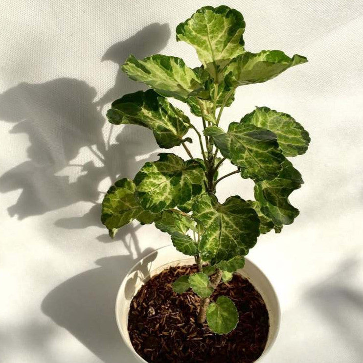 Polyscias scutellaria 'Balfourii', Balfour Aralia, 圆叶福禄桐