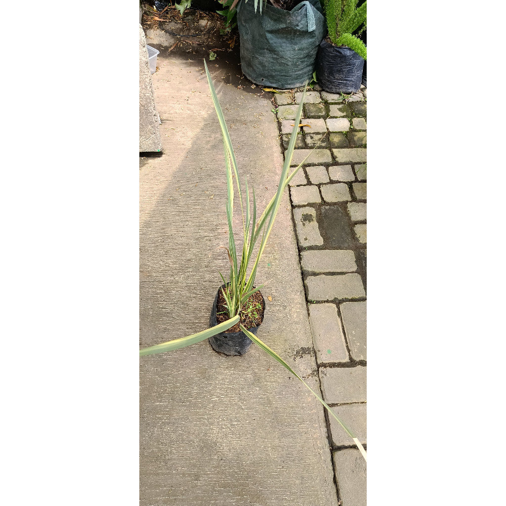 Variegated Iris Plant (Iris pallida) – Elegant Foliage and Vibrant Blooms