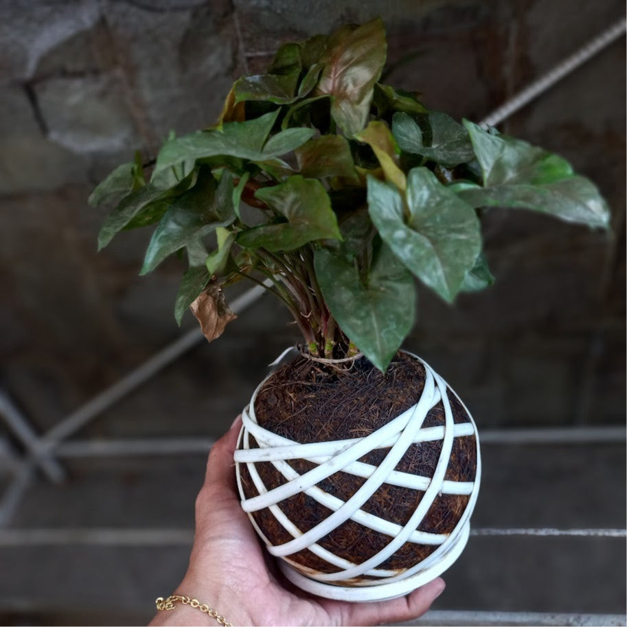 Kokedama Syngonium Maria Allusion: Elegant Moss Ball Plant – Unique Gardening Charm
