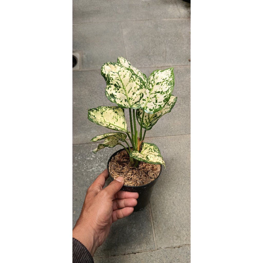 Aglaonema Dut White's - Beautiful Ornamental Indoor Plant for Your Home