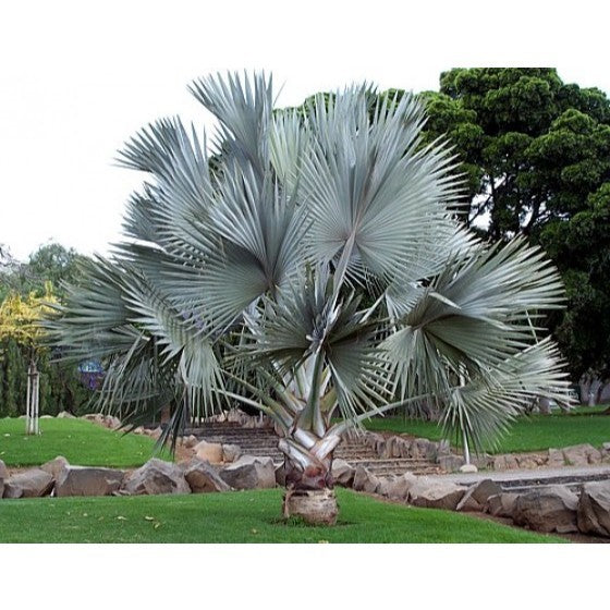 Bismarck Palm Silver – Bismarckia Nobilis – Elegant Indoor and Outdoor Plant
