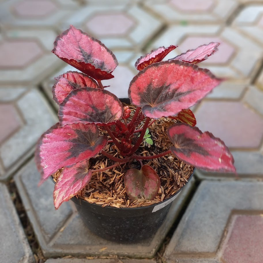 Begonia Red Chili
