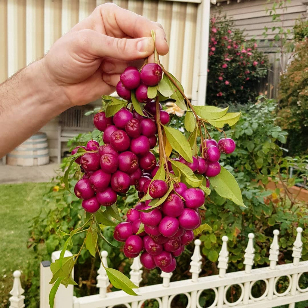 Syzygium Smithii, Dwarf Lilly Pilly