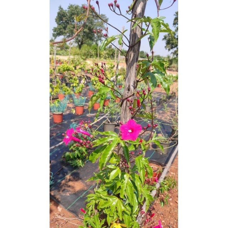 Ipomoea horsfalliae – Exotic Pink Coral Vine | Fast-Growing & Easy to Maintain