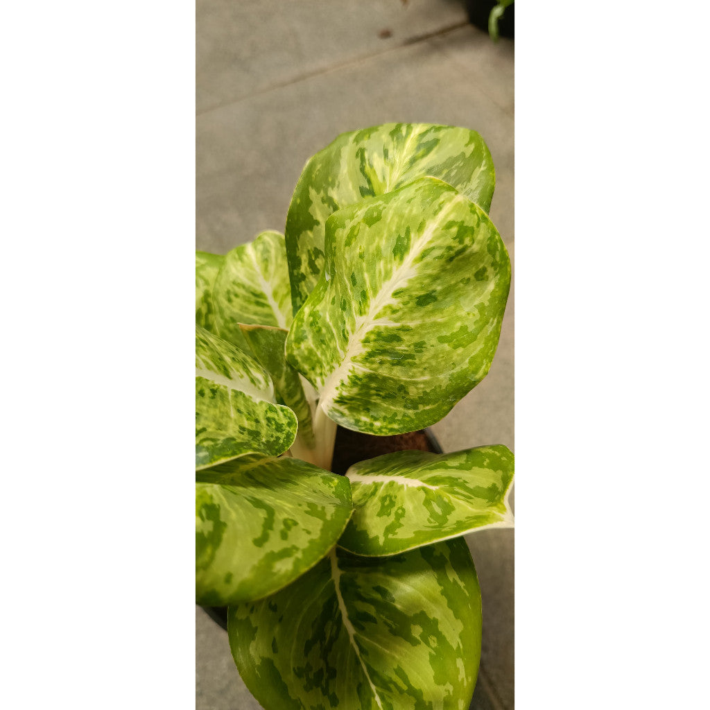 Aglaonema Green Papuma - Elegant Indoor Plant for Your Home
