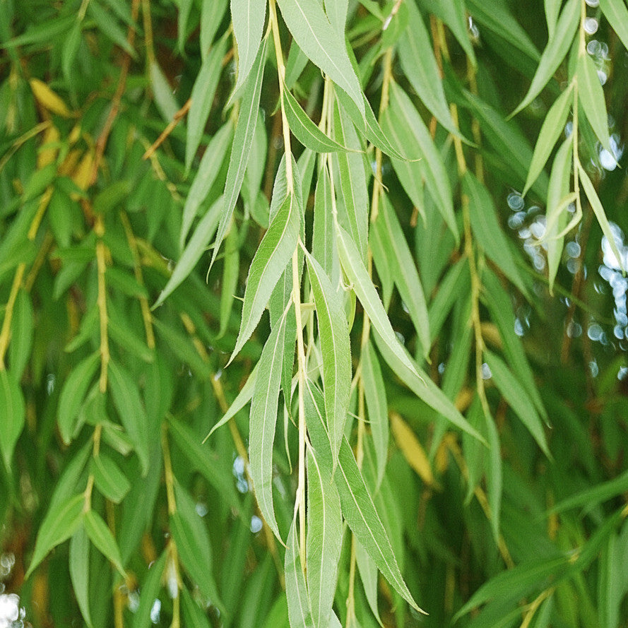 Salix Babylonica 1m Up – Elegant Weeping Willow for Tropical Gardening and Plant Lovers