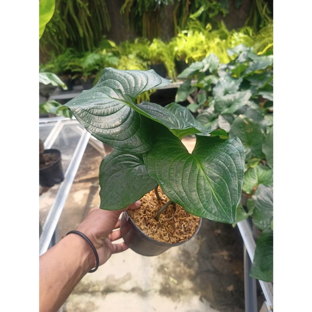 Cyanastrum Cordifolium,  蓝星莲