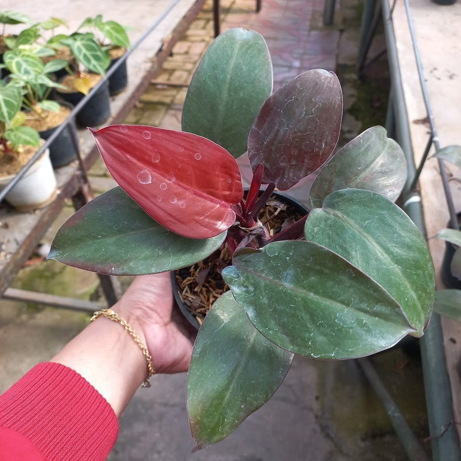 Philodendron Red Congo