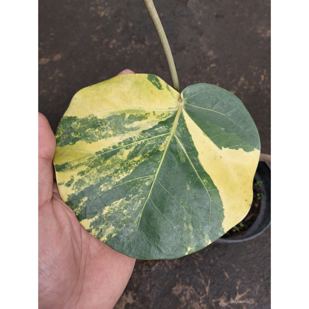 Variegated Sea Grape – Coccoloba uvifera | Unique Tropical Foliage for Your Garden