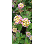 Lantana Plant - Lush and Colorful Blooms | Lantana camara