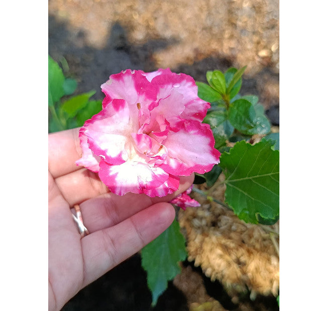 Azalea Bronx - Beautiful Flowering Shrub for Your Garden