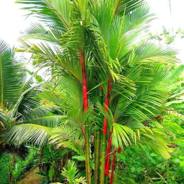 Cyrtostachys Renda Blume, Sealing-wax Palm, Pinang Rajah, Maharajah Palm, Lipstick Palm, Red Sealing Wax