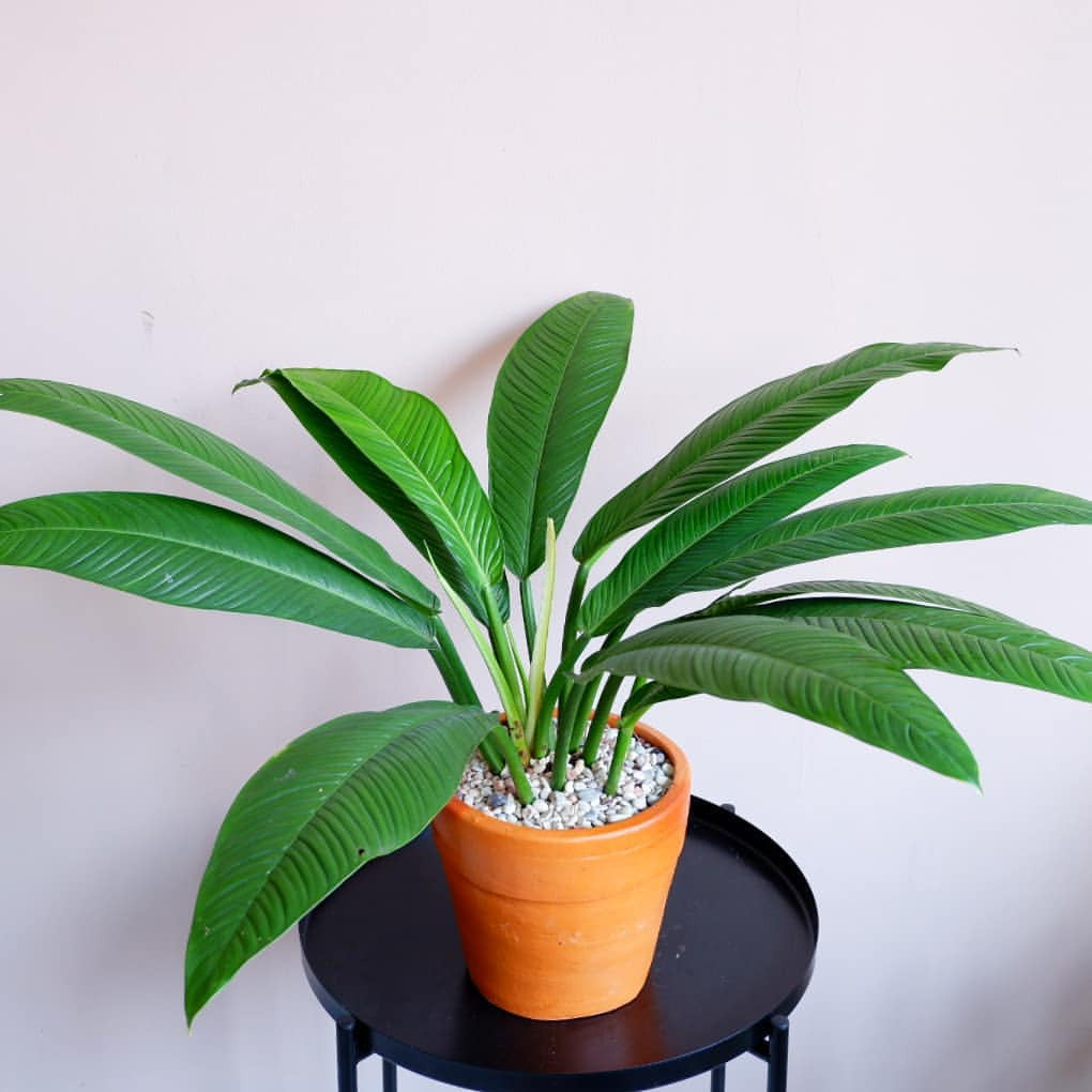 Philodendron Lynette