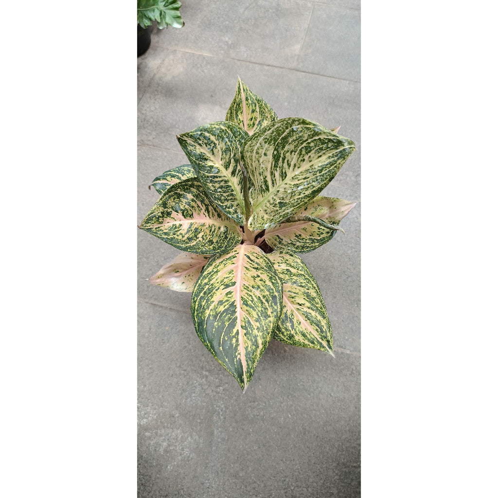Aglaonema White Tiara - Beautiful Indoor Plant for Clean Air