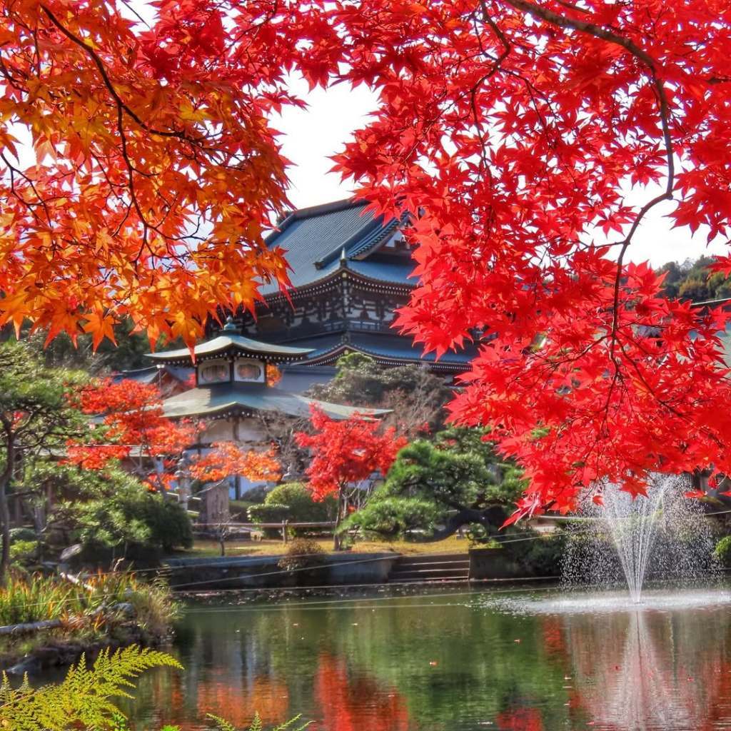 Red Maple Leaf (Acer Rubrum)