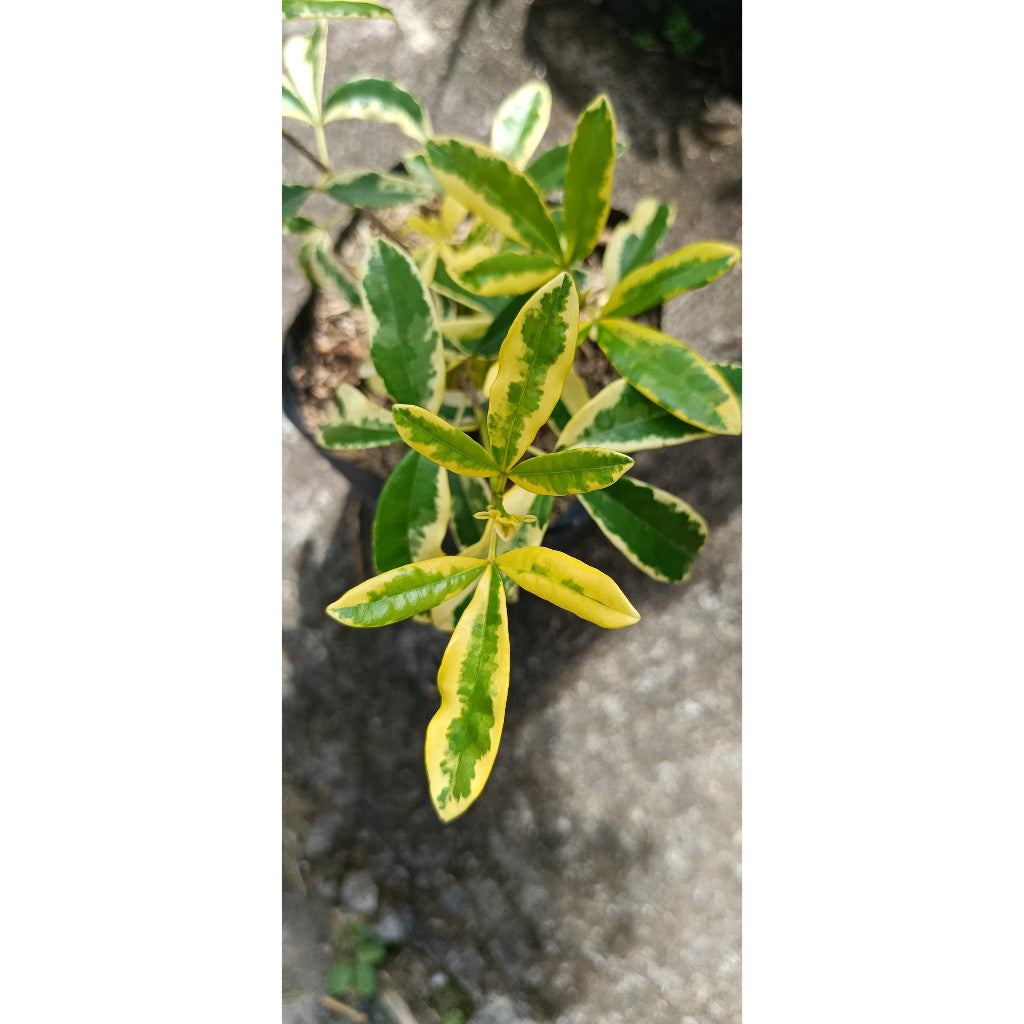 Ravenia spectabilis – Elegant Foliage for Home & Garden