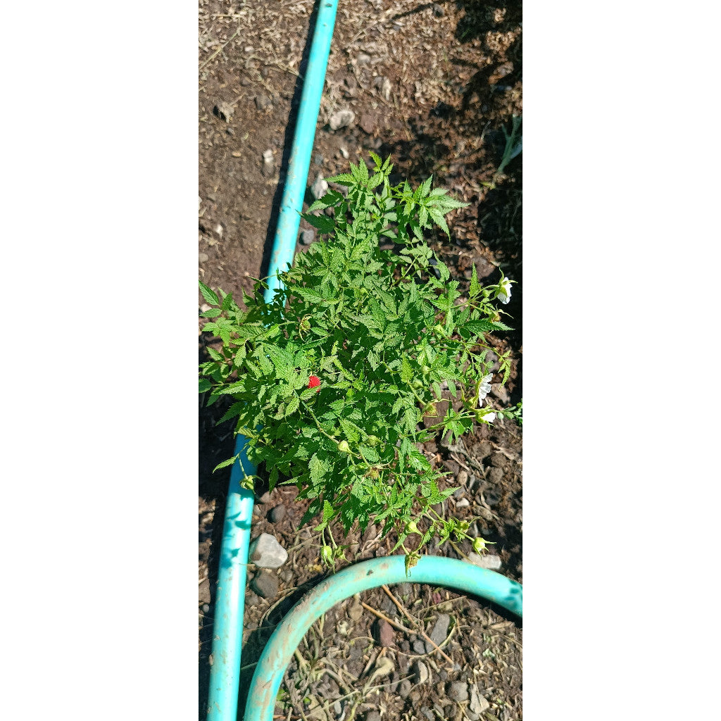 Mini Raspberry Plant – Rubus idaeus – Sweet & Easy to Grow