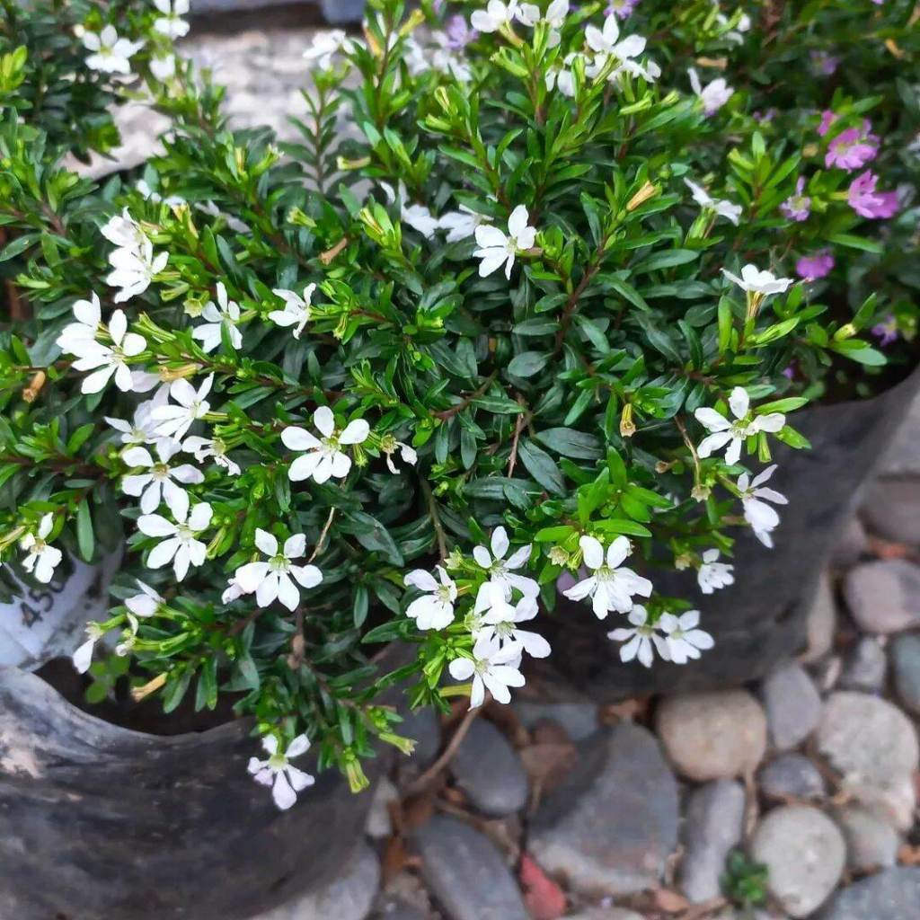 Cuphea Hyssopifolia 'Alba'